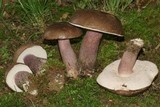 Tylopilus plumbeoviolaceus image