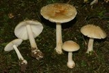 Amanita minutula image