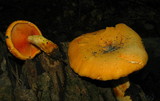 Hygrophoropsis aurantiaca image