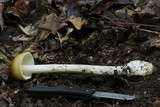 Amanita sect. Vaginatae image