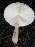 Leucoagaricus americanus image
