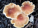 Gymnopus luxurians image