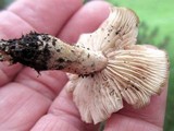 Gymnopus luxurians image