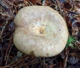 Lactarius subpalustris image