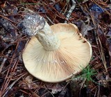 Lactarius subpalustris image