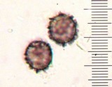 Lactarius subpalustris image