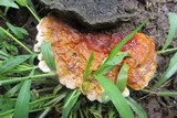 Ganoderma sessile image