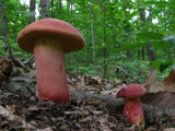 Boletochaete bicolor image