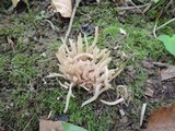 Clavaria fumosa image