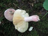 Russula vinosobrunnea image