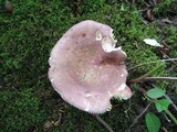 Russula vinosobrunnea image