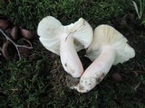 Russula vinosobrunnea image