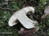 Lactarius argillaceifolius image