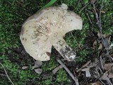 Lactarius argillaceifolius image