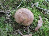 Lactarius argillaceifolius image