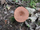 Lactarius subserifluus image