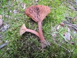 Lactarius subserifluus image