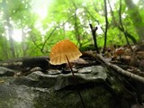 Marasmius fulvoferrugineus image