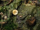 Marasmius fulvoferrugineus image