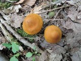 Cortinarius semisanguineus image