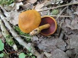 Cortinarius semisanguineus image