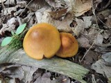 Cortinarius semisanguineus image