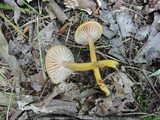 Hygrocybe laeta var. laeta image
