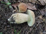 Boletus variipes image