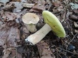 Boletus variipes image