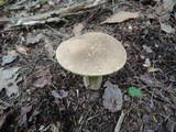 Boletus variipes image