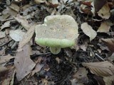 Boletus variipes image