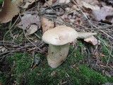 Boletus variipes image