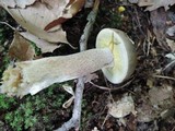 Boletus variipes image