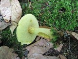 Leccinum subglabripes image