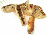 Russula mutabilis image
