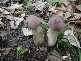 Tylopilus rubrobrunneus image
