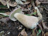 Tylopilus rubrobrunneus image