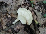 Entoloma sinuatum image