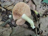 Entoloma sinuatum image