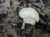 Entoloma sinuatum image