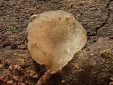 Pachyella babingtonii image