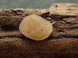 Pachyella babingtonii image
