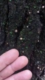 Mycena corticola image