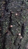 Mycena corticola image