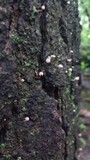 Mycena corticola image