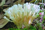 Tremellodendron pallidum image
