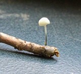 Tetrapyrgos nigripes image