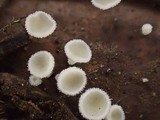 Lachnum clavigerum image