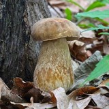Boletus variipes image