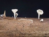 Lachnum clavigerum image